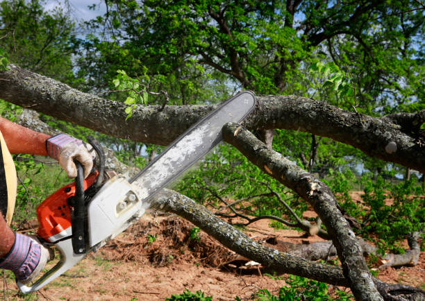 Trusted Metropolis, IL Tree Care Experts