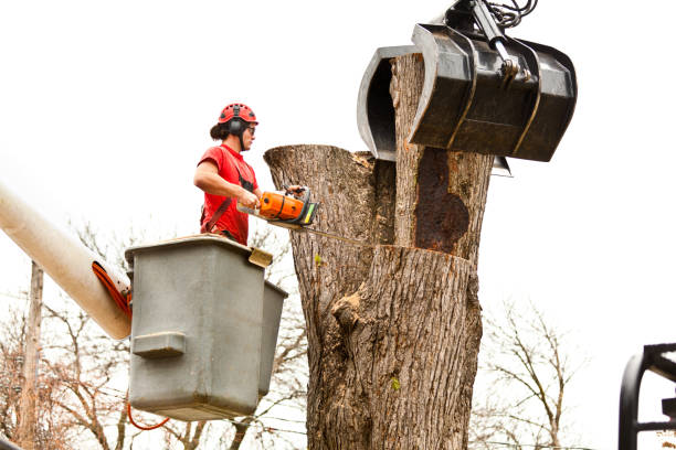 Best Storm Damage Tree Cleanup  in Metropolis, IL